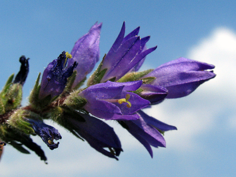 Campanula spicata L. / Campanula spigata.